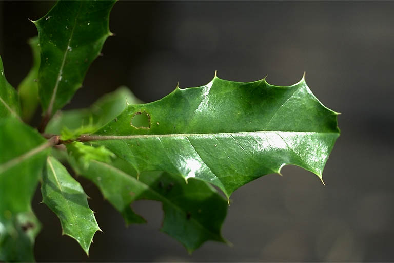 Leaf : upper side -  Pierre GRARD - IFP