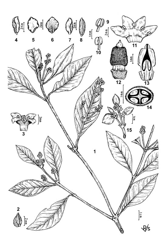 Botanical line drawing of Avicennia marina - AVICENNIACEAE -  Rapinat Herbarium - Trichy