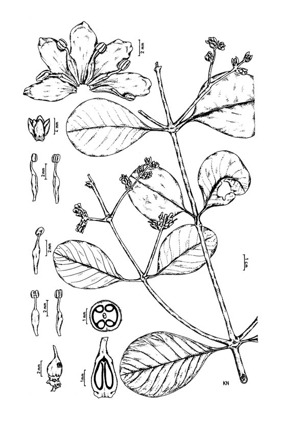 Botanical line drawing of Avicennia officinalis - AVICENNIACEAE -  Rapinat Herbarium - Trichy