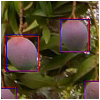 Neural network for fruit counting