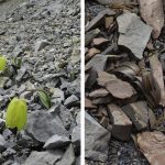 Un exemple concret est la Fritillaria delavayi, une plante qui, en raison de la cueillette intensive, a évolué pour devenir plus difficile à repérer. Son apparence s'est adaptée pour mieux se camoufler dans son environnement, rendant sa détection plus compliquée pour les cueilleurs. 