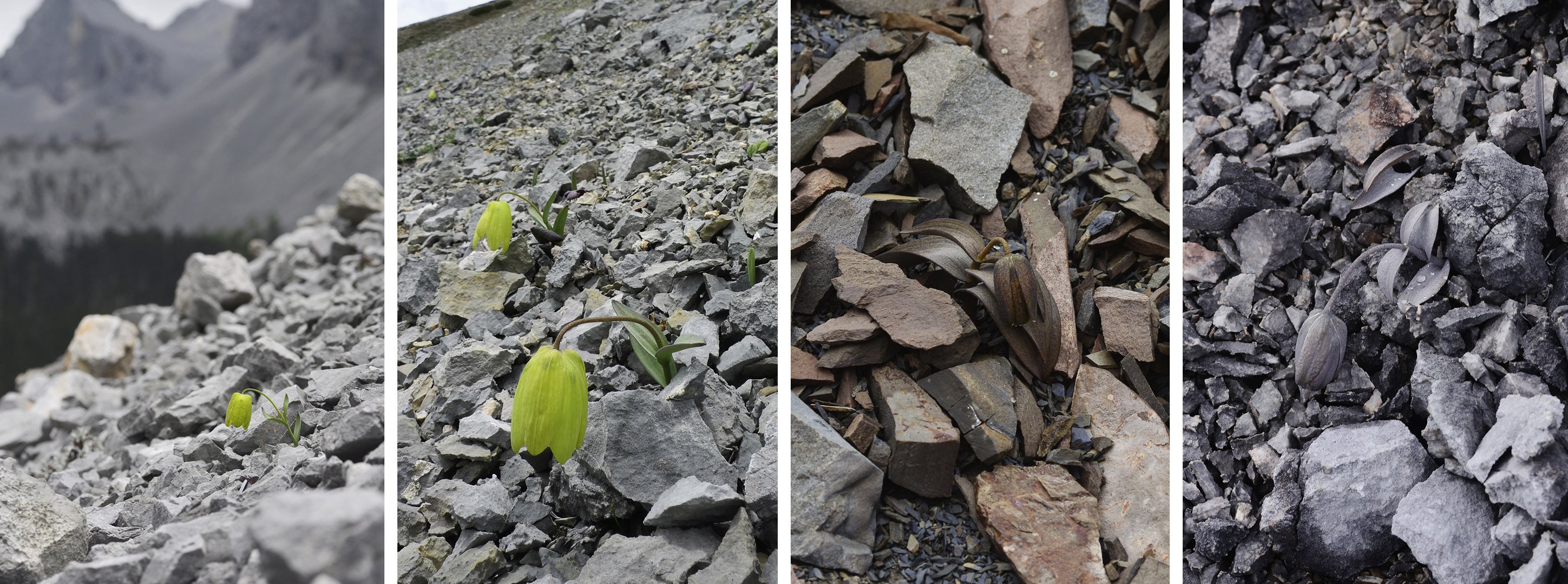 Un exemple concret est la Fritillaria delavayi, une plante qui, en raison de la cueillette intensive, a évolué pour devenir plus difficile à repérer. Son apparence s'est adaptée pour mieux se camoufler dans son environnement, rendant sa détection plus compliquée pour les cueilleurs. 