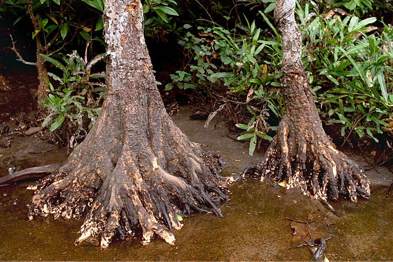 Roots -  Juliana PROSPERI - IFP